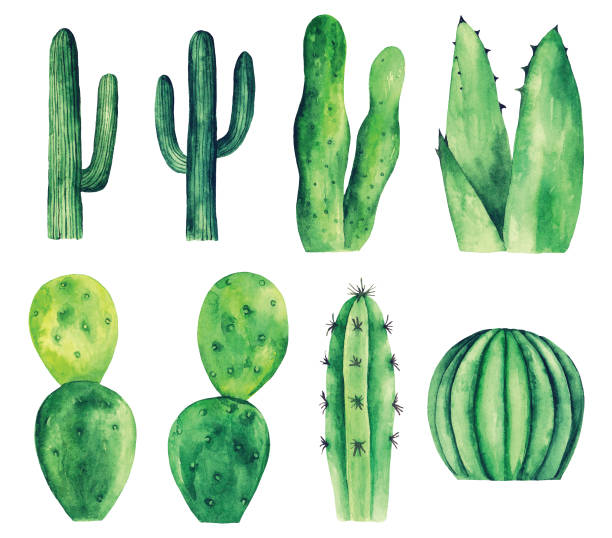 ilustraciones, imágenes clip art, dibujos animados e iconos de stock de prediseñadas de vector cactus acuarela - cactus