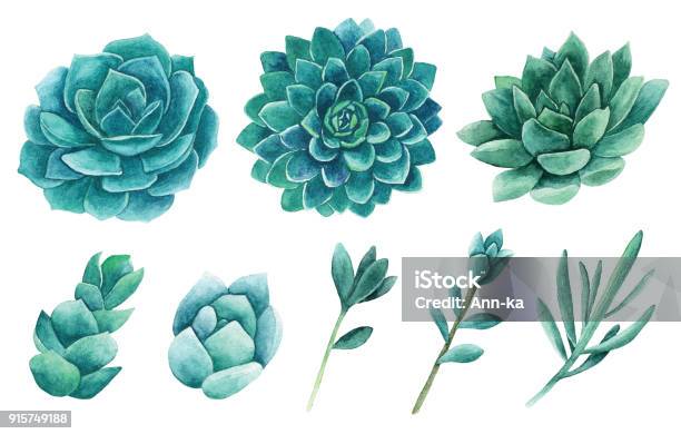 Watercolor Succulents Vector Clip Art Stock Illustration - Download Image Now - Succulent Plant, Watercolor Painting, Flower