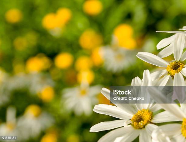 Chamomiles Auf Den Garten Stockfoto und mehr Bilder von Baumblüte - Baumblüte, Bildhintergrund, Blatt - Pflanzenbestandteile