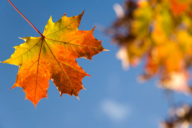 Close-up of single maple leaf against blue sky and blurred background of autumn leaves. Space for copy.
