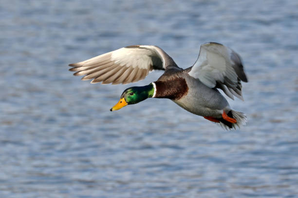 istock Male Mallard Duck 915752274