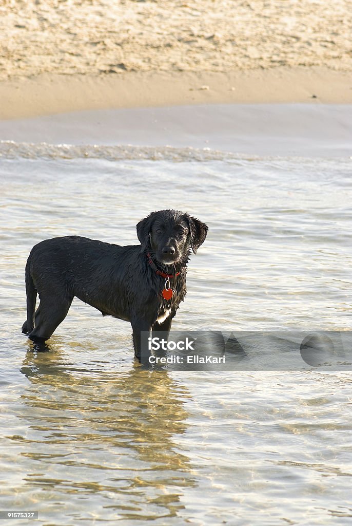 Wet dog  Animal Stock Photo