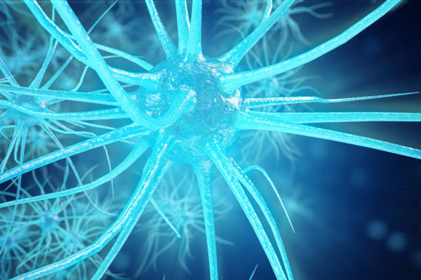 Sensorisch Neuron 100+ Sensorische Zenuwcel Stockfoto's, afbeeldingen en royalty-free ...