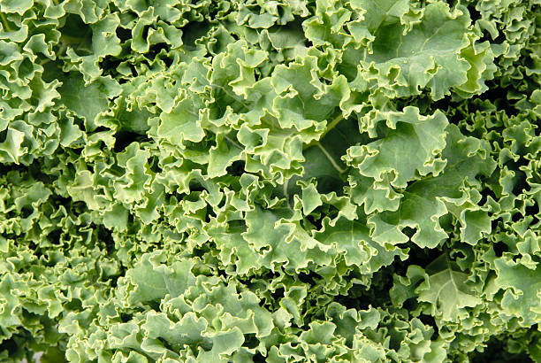 istock Bunch of kale 91575928