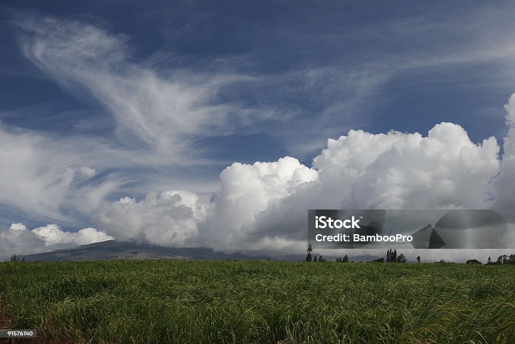 sugarcane Campo - Foto de stock de Abierto libre de derechos