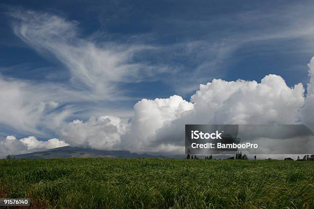 Foto de Campo De Canadeaçúcar e mais fotos de stock de Aberto - Aberto, Agricultura, Azul