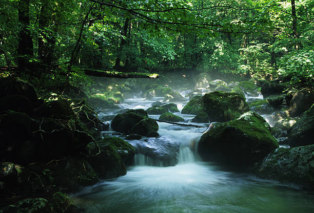 woodland 스트림 - stream forest waterfall zen like 뉴스 사진 이미지