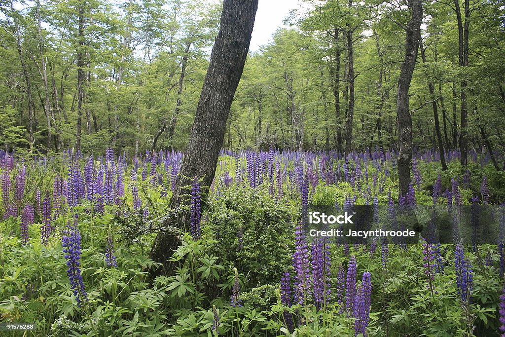 Bosque Mágico - Foto de stock de Aire libre libre de derechos