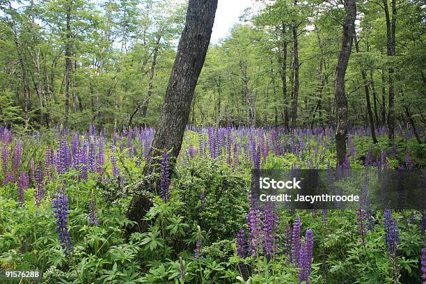 Magiczny Las - zdjęcia stockowe i więcej obrazów Argentyna - Argentyna, Bariloche, Bez ludzi