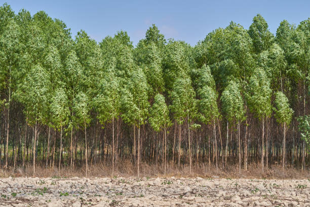 istock Eucalyptus field  in Thailand. 915764046