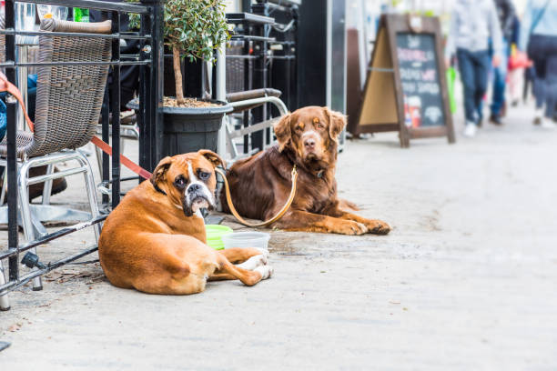 dois cães deitados por restaurante com comida tigelas - sidewalk cafe built structure cafe day - fotografias e filmes do acervo