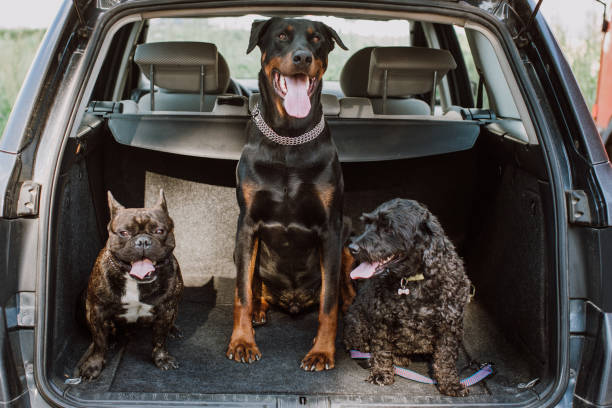 istock French Bulldog, Doberman And Puddle Sitting In the Trunk 915768588