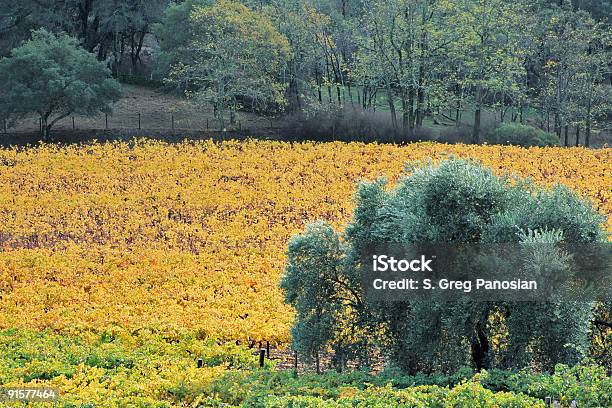 Jesień Winnicy - zdjęcia stockowe i więcej obrazów Bez ludzi - Bez ludzi, Carneros Valley, Fotografika