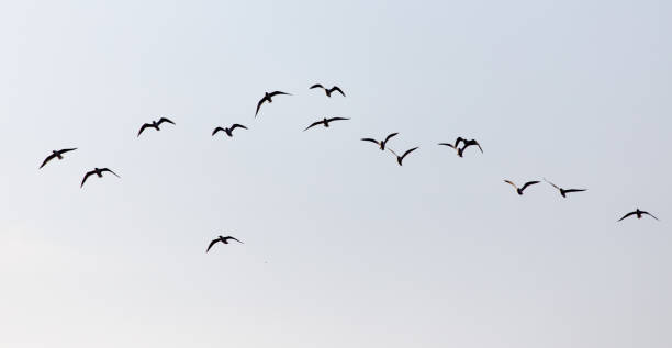 istock a flock of seagulls in the sky at sunset 915775326
