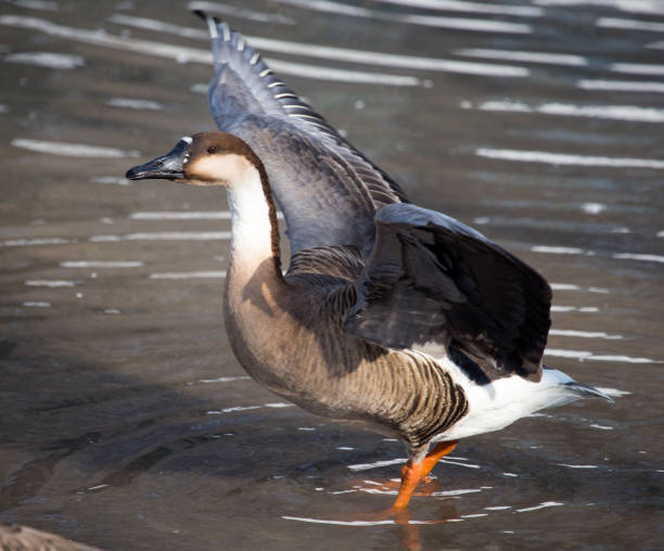 istock duck in the lake in nature 915775806