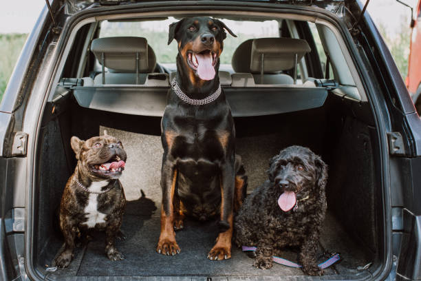 French Bulldog, Doberman And Puddle Sitting In the Trunk Happy Three Friends, French Bulldog, Doberman And Puddle Sitting In the Trunk, Enjoying Sunny Picnic Day dog group of animals three animals happiness stock pictures, royalty-free photos & images