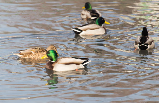 istock ducks in a lake in nature 915776256