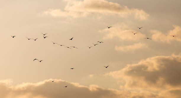 istock a flock of seagulls in the sky at sunset 915776764