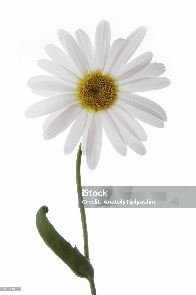 Fiore di camomilla - Foto stock royalty-free di Bellezza