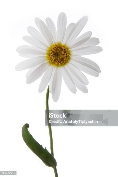 Fiore Di Camomilla - Fotografie stock e altre immagini di Bellezza - Bellezza, Bellezza naturale, Bianco