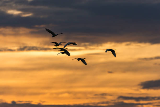 istock Birds silhouettes flying sunset sky go home 915779692