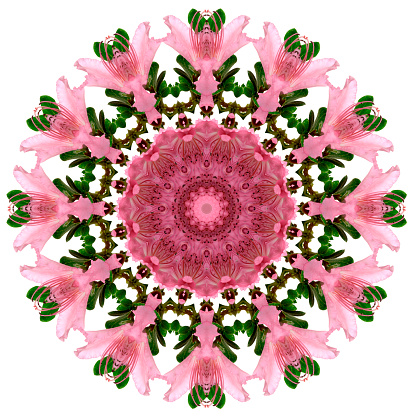 Abstract ornamental pattern as a symmetrical background on white. The source of the image montage was a shot of pink azalea.