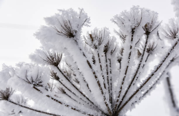 istock Autumn hoarfrost flower 915780780