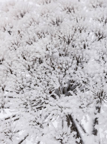 istock Autumn hoarfrost flower 915780790