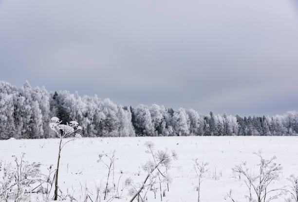 istock landscape forest frosty in winter 915780802
