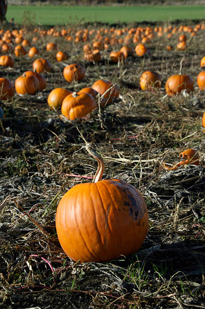 istock Pumpkin in the field 91578248