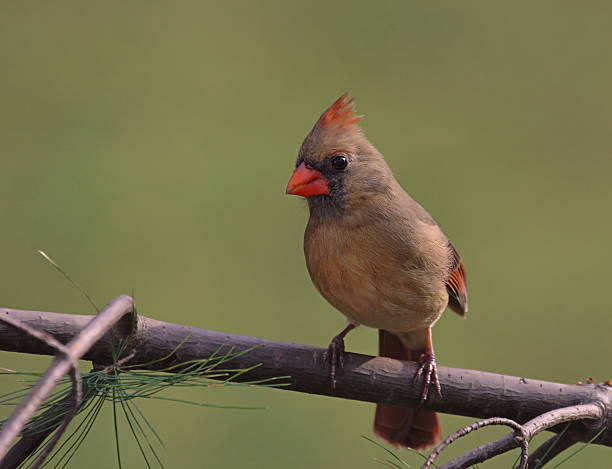istock Female Northern Cardinal 91578307