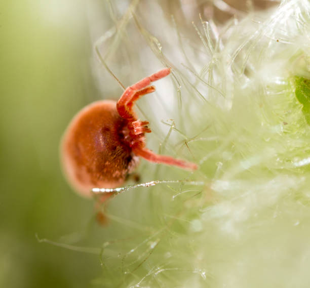 istock Red tick in nature. macro 915783140