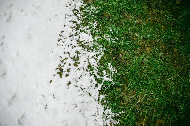 istock winter meet spring snowed ground with green grass 915783574