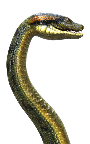 istock Snake, Anaconda, Boa Constrictor The World's Biggest Venomous Snake 915783580