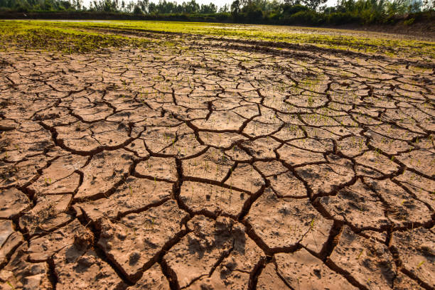 istock Seedlings on the ground cracked because of drought and dehydration. 915783864