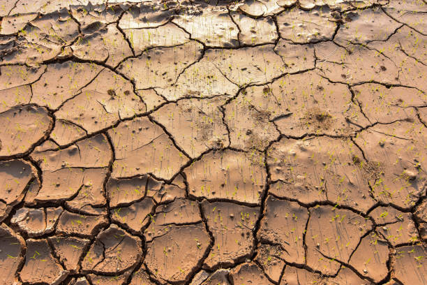istock Seedlings on the ground cracked because of drought and dehydration. 915783906