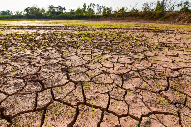 istock Seedlings on the ground cracked because of drought and dehydration. 915783910