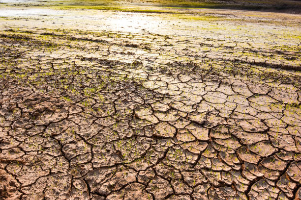 istock Seedlings on the ground cracked because of drought and dehydration. 915783928