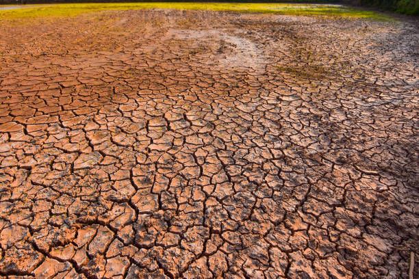 istock Seedlings on the ground cracked because of drought and dehydration. 915783938