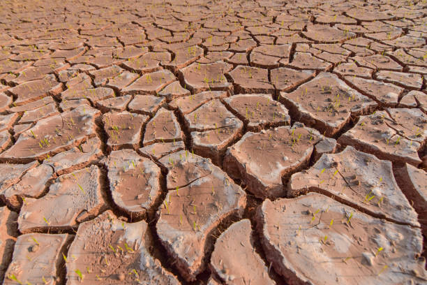 istock Seedlings on the ground cracked because of drought and dehydration. 915783946