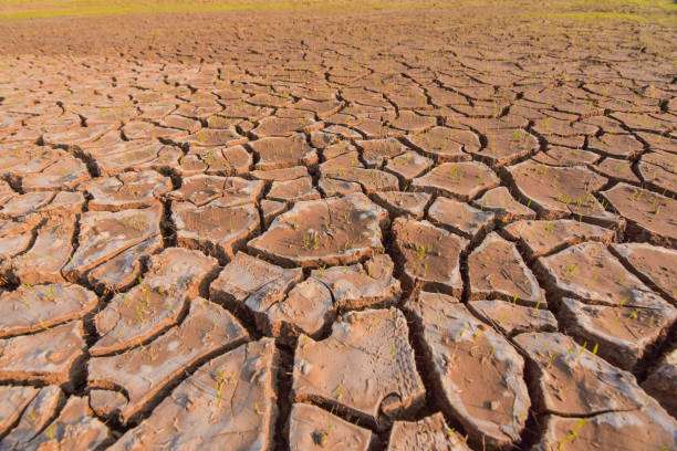 istock Seedlings on the ground cracked because of drought and dehydration. 915783950