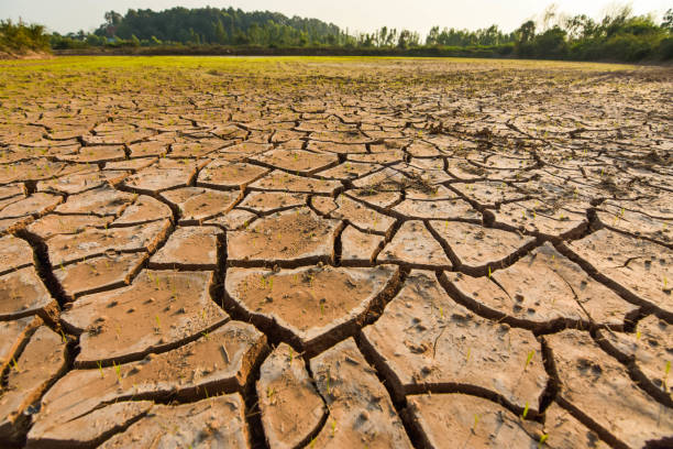 istock Seedlings on the ground cracked because of drought and dehydration. 915783962