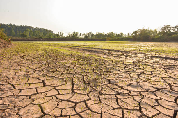 istock Seedlings on the ground cracked because of drought and dehydration. 915783998
