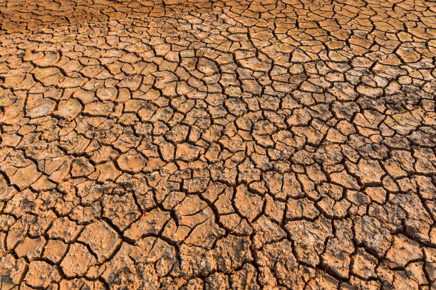 istock Seedlings on the ground cracked because of drought and dehydration. 915784052