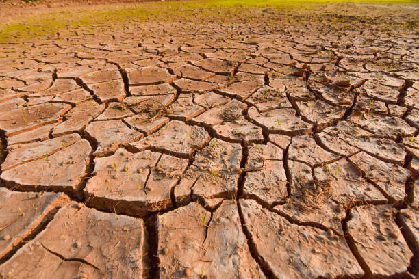 istock Seedlings on the ground cracked because of drought and dehydration. 915784084