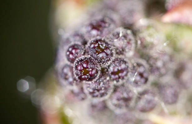 istock lilac flower bud in nature, close-up 915784184