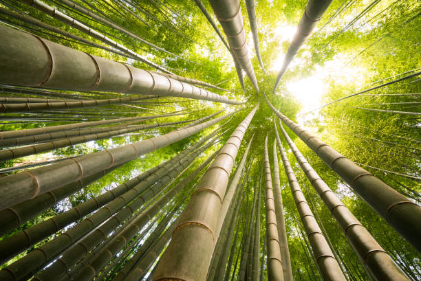 hoch aufragenden bambusstämmen, japan - bamboo grove stock-fotos und bilder