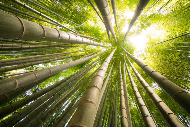 towering bamboo trees, japan - bamboo grove imagens e fotografias de stock