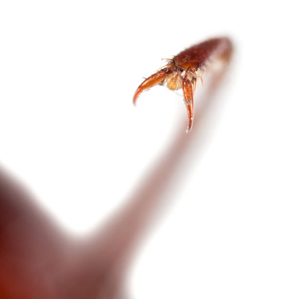 istock foot cockroach with spikes. super macro 915786372
