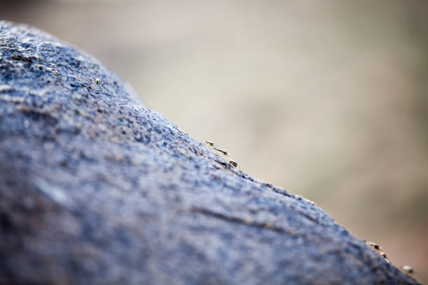 Thousands of small flies on Lake Bulunkul